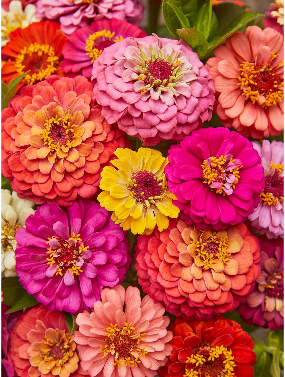 Zinnia Cut & Come Again - Burpee Seeds - Image 2