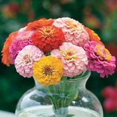 Zinnia Cut & Come Again - Burpee Seeds - Image 4