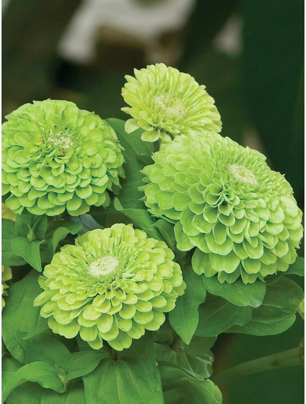 Zinnia Envy - Burpee Seeds - Image 2