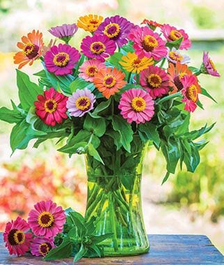 Zinnia Forecast Mixed Colours - Burpee Seeds - Image 2