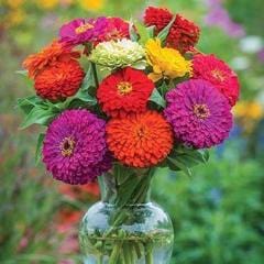 Zinnia Giant Flowered Mix - Burpee Seeds - Image 2
