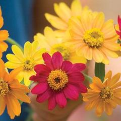 Zinnia Pinwheel Mix - Burpee Seeds - Image 2