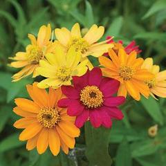 Zinnia Pinwheel Mix - Burpee Seeds - Image 3
