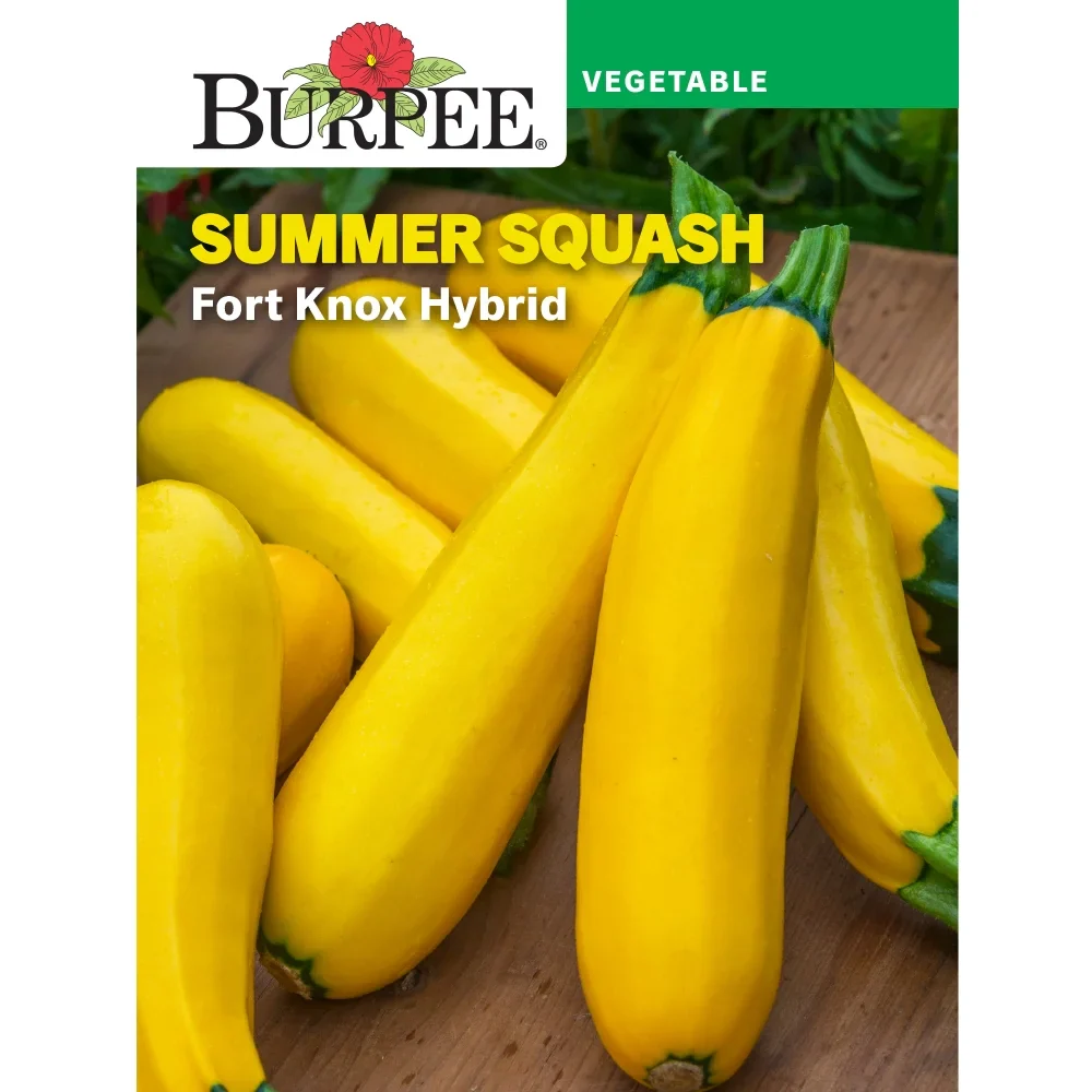 Fort Knox Hybrid Summer Squash - Burpee Seeds