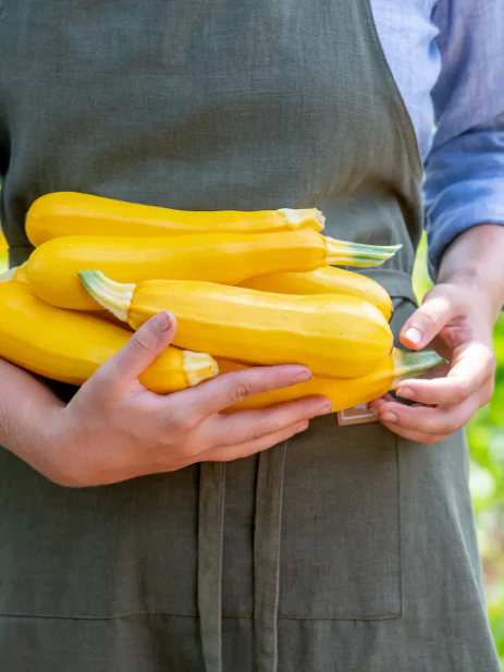 Fort Knox Hybrid Summer Squash - Burpee Seeds - Image 2