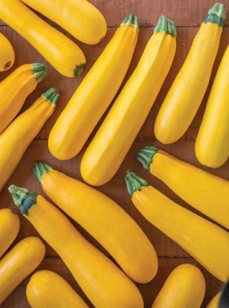 Fort Knox Hybrid Summer Squash - Burpee Seeds - Image 3