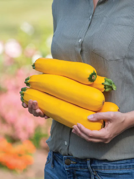 Fort Knox Hybrid Summer Squash - Burpee Seeds - Image 4