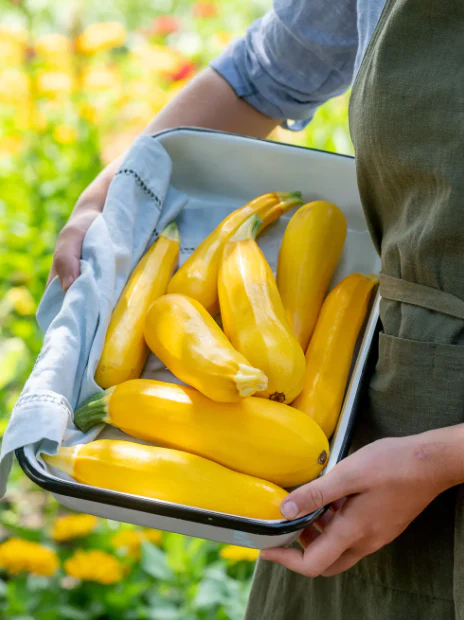 Fort Knox Hybrid Summer Squash - Burpee Seeds - Image 5