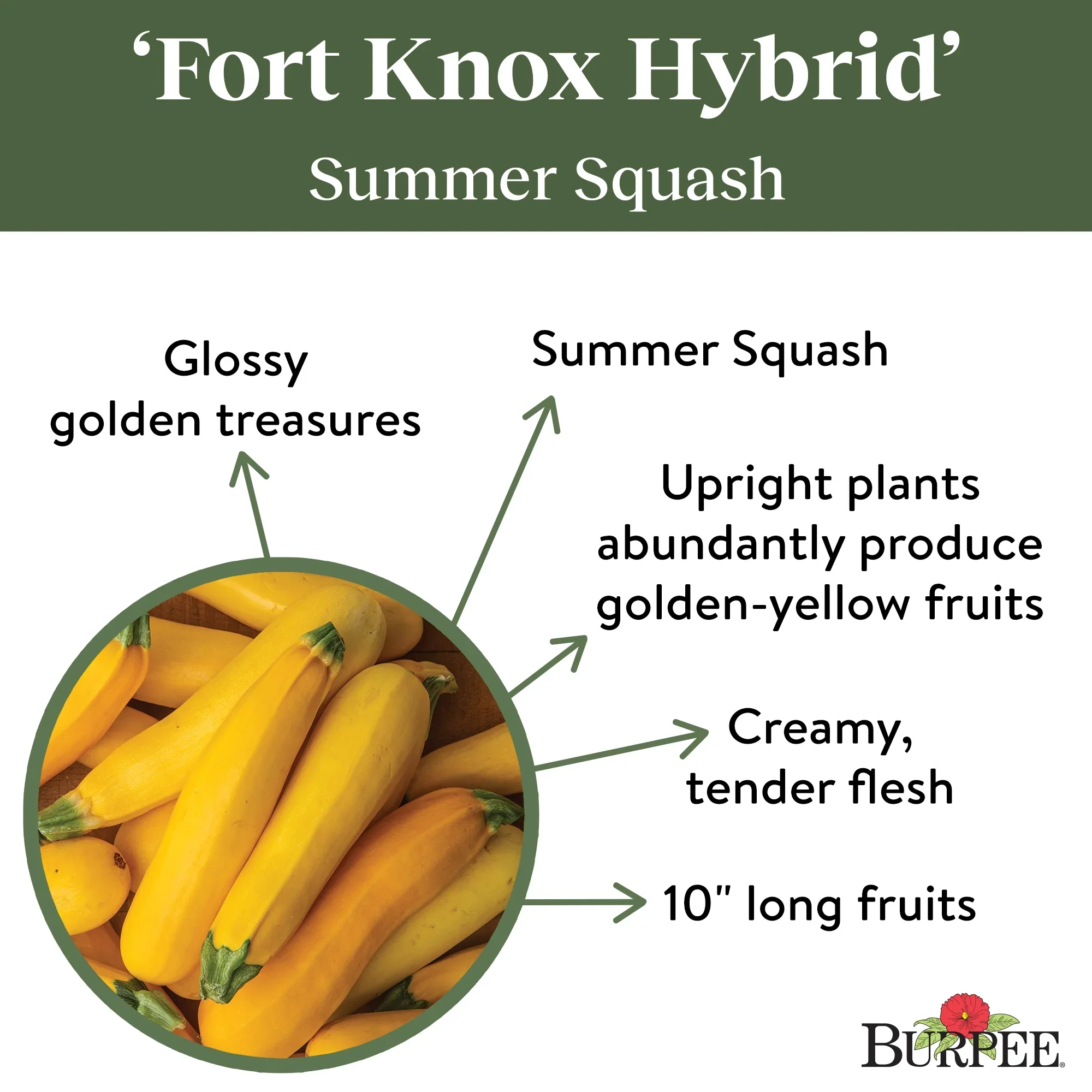 Fort Knox Hybrid Summer Squash - Burpee Seeds - Image 6