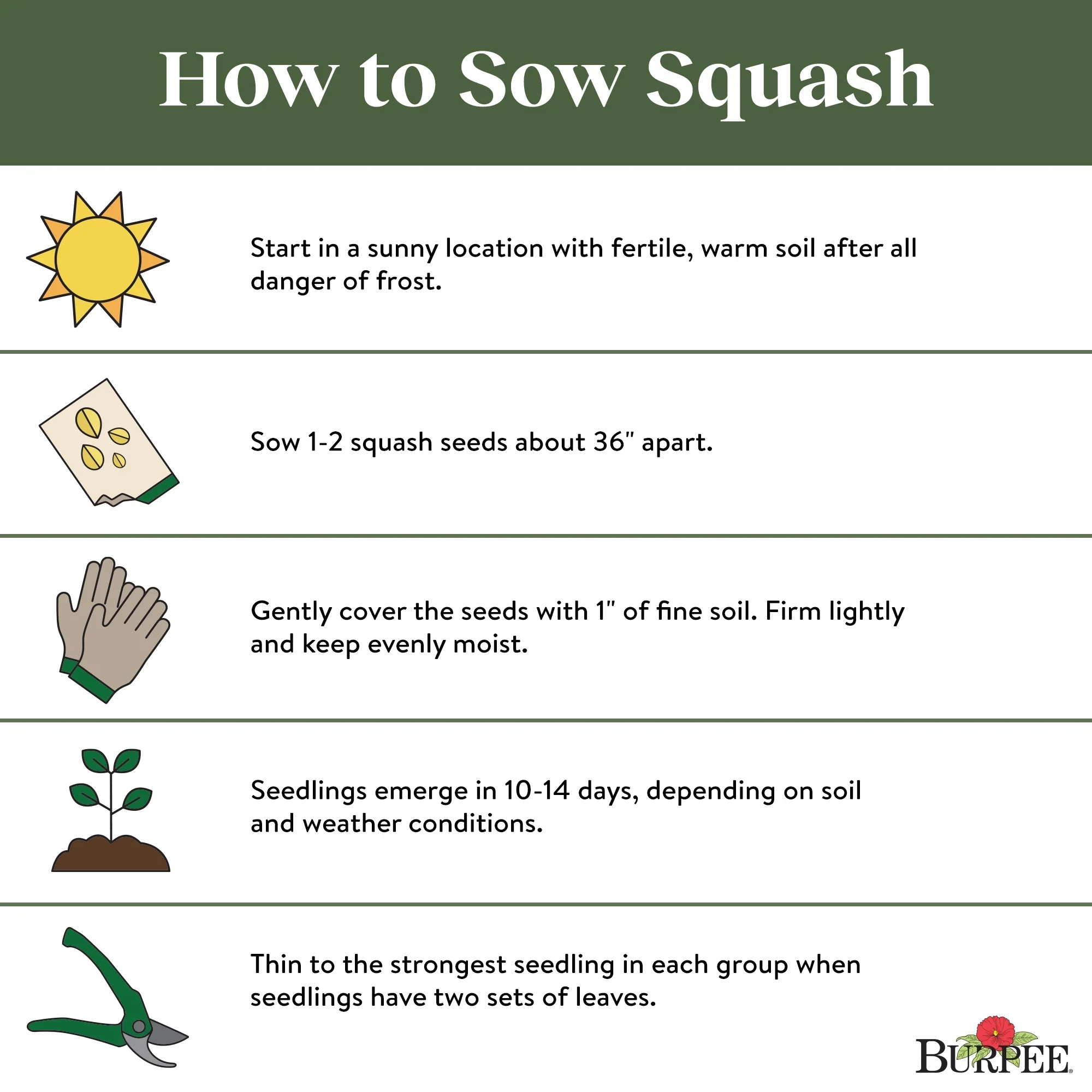 Fort Knox Hybrid Summer Squash - Burpee Seeds - Image 7