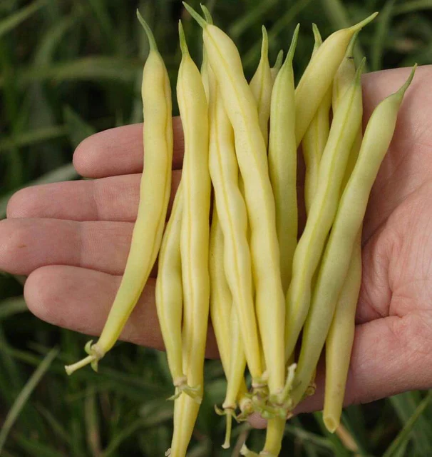 Bush Beans Gold Rush - West Coast Seeds - Image 2