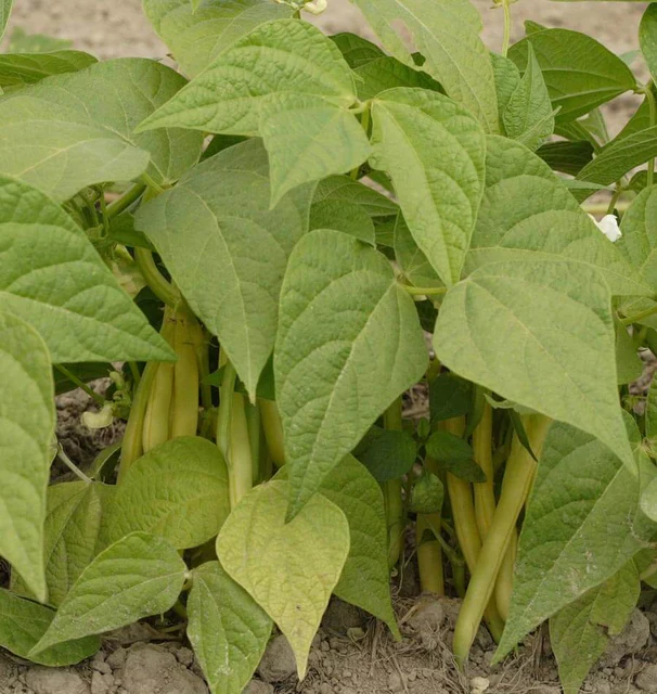Bush Beans Gold Rush - West Coast Seeds - Image 3