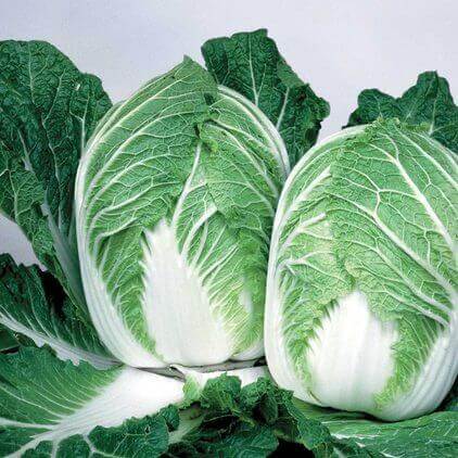Cabbage China Express Hybrid International - Aimers Seeds - Image 2