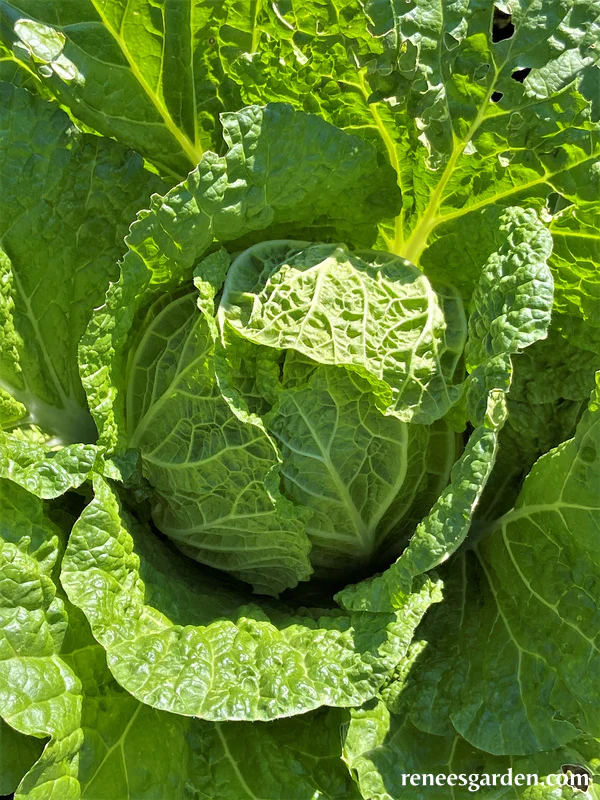 Cabbage Emiko - Renee's Garden - Image 2