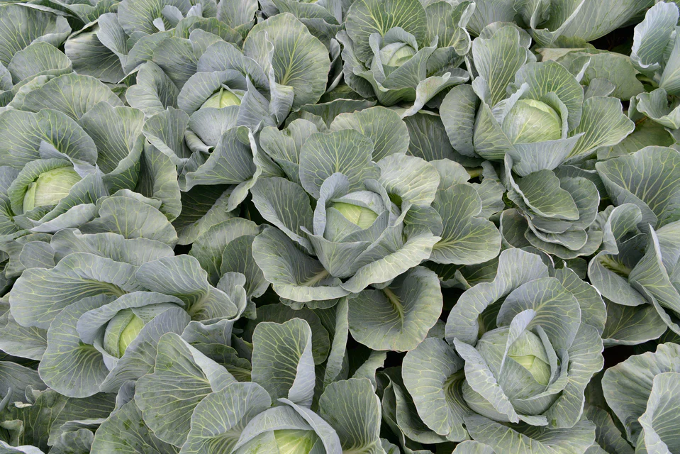 Cabbage Expectation - West Coast Seeds - Image 2