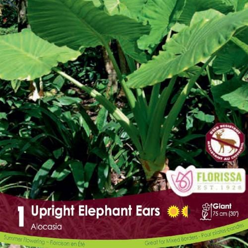 Alocasia - Upright Elephant Ears