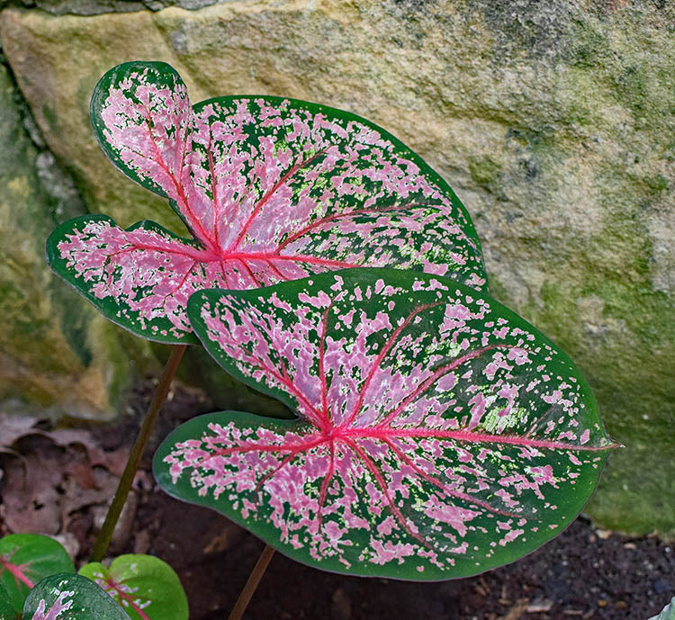 Caladium - Carolyn Whorton - Image 2