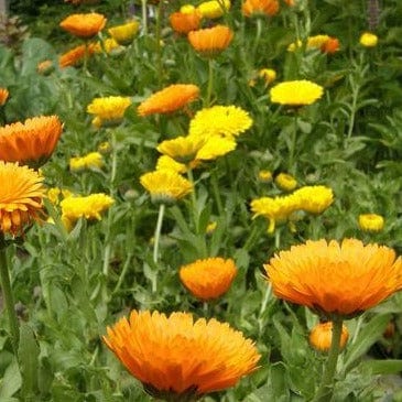 Calendula Orange/Lemon Twist - Renee's Garden - Image 2