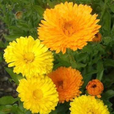 Calendula Orange/Lemon Twist - Renee's Garden - Image 3