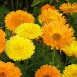 Calendula Orange/Lemon Twist - Renee's Garden - Image 4