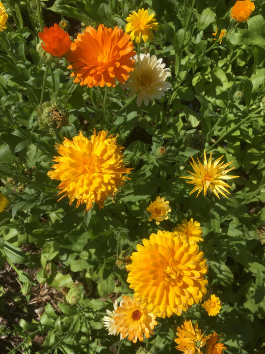 Calendula Pacific Beauty Mix - Grow For It Seeds