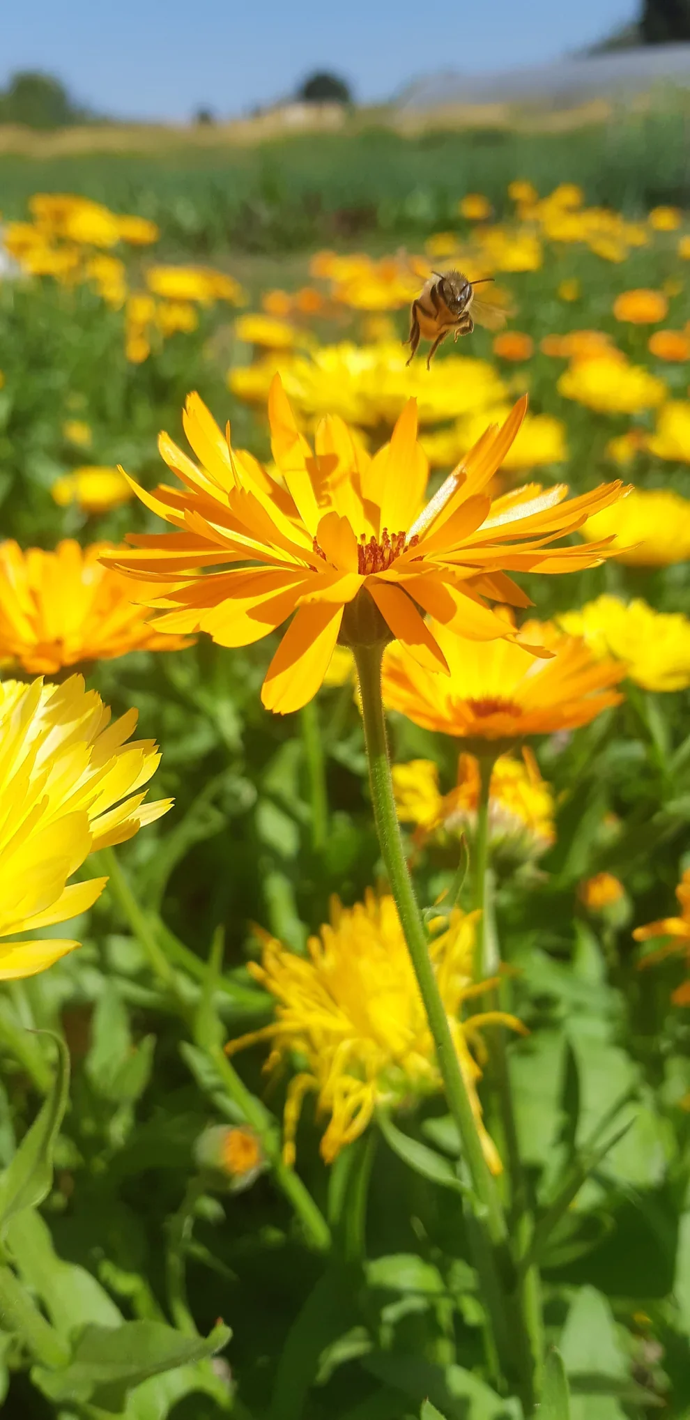 Calendula Sweet Sunrise Mix - Saanich Organics - Image 2