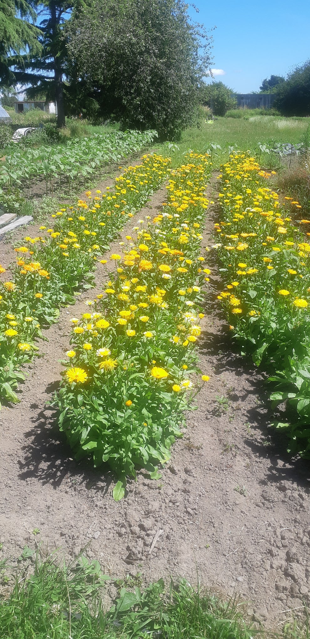 Calendula Sweet Sunrise Mix - Saanich Organics - Image 3