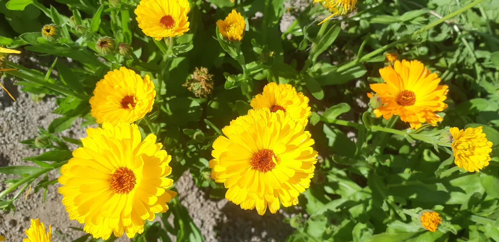 Calendula Sweet Sunrise Mix - Saanich Organics - Image 4