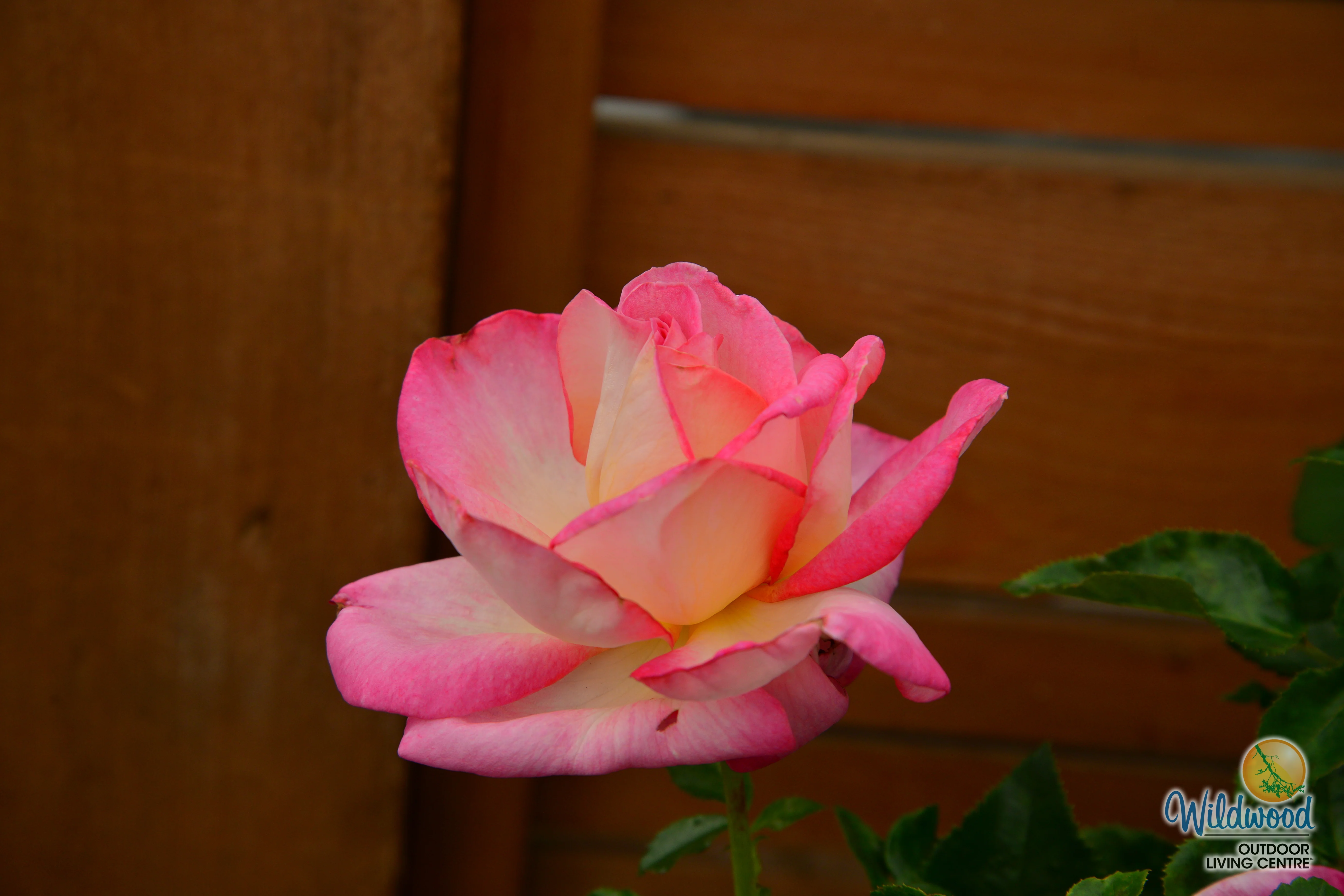 California Dreamin™ - Star Roses and Plants - Image 10