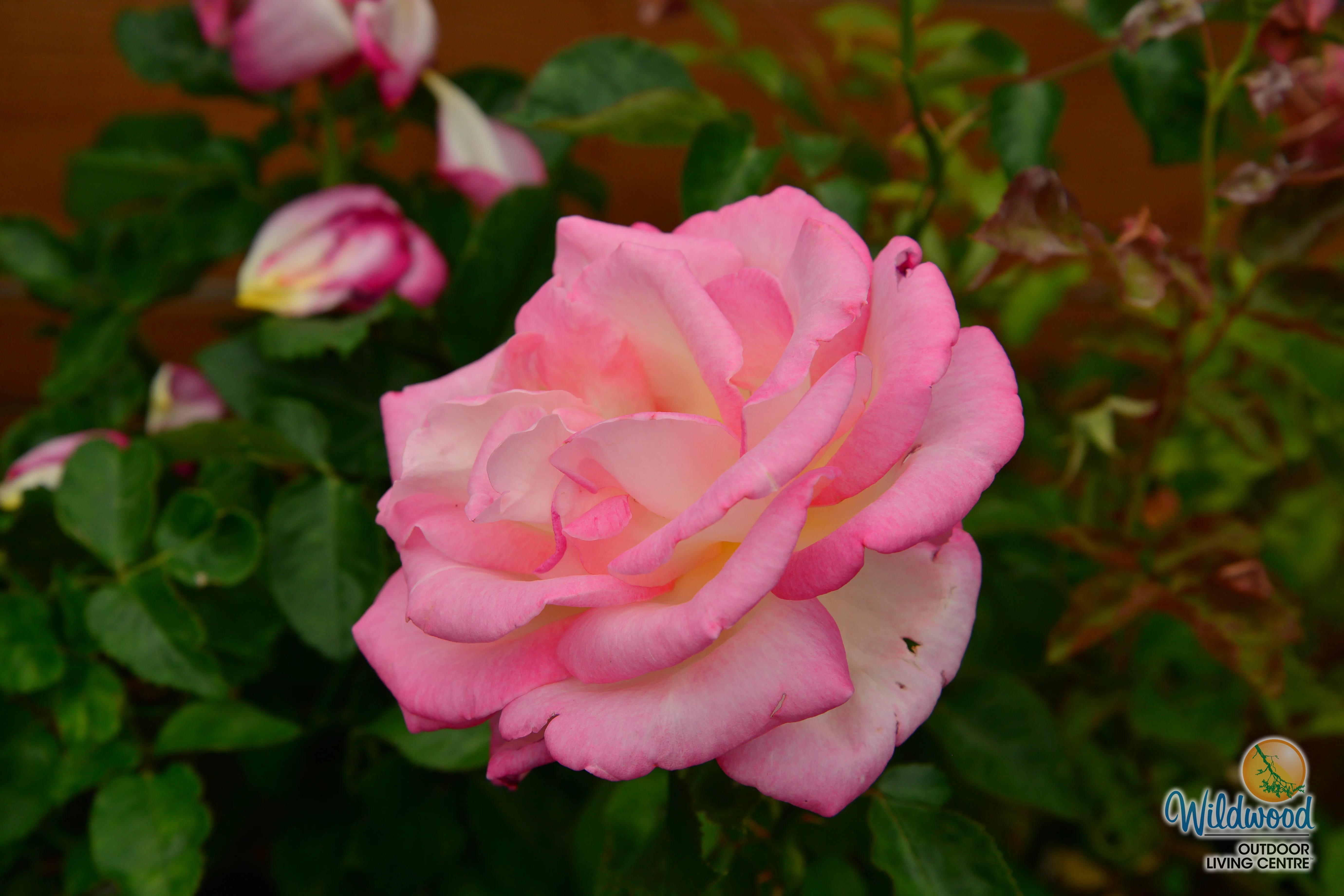 California Dreamin™ - Star Roses and Plants - Image 11