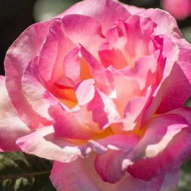 California Dreamin™ - Star Roses and Plants - Image 2