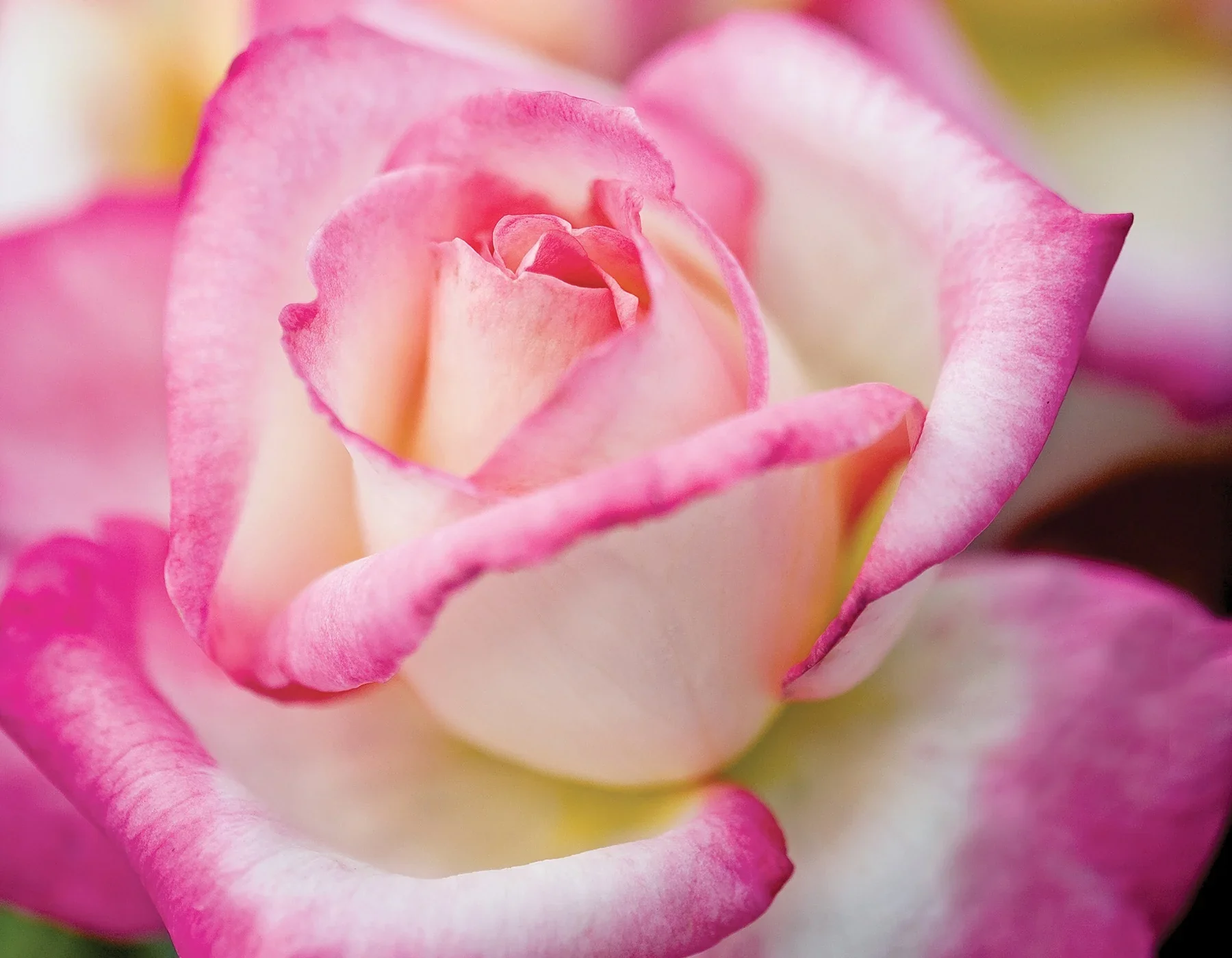 California Dreamin™ - Star Roses and Plants - Image 3
