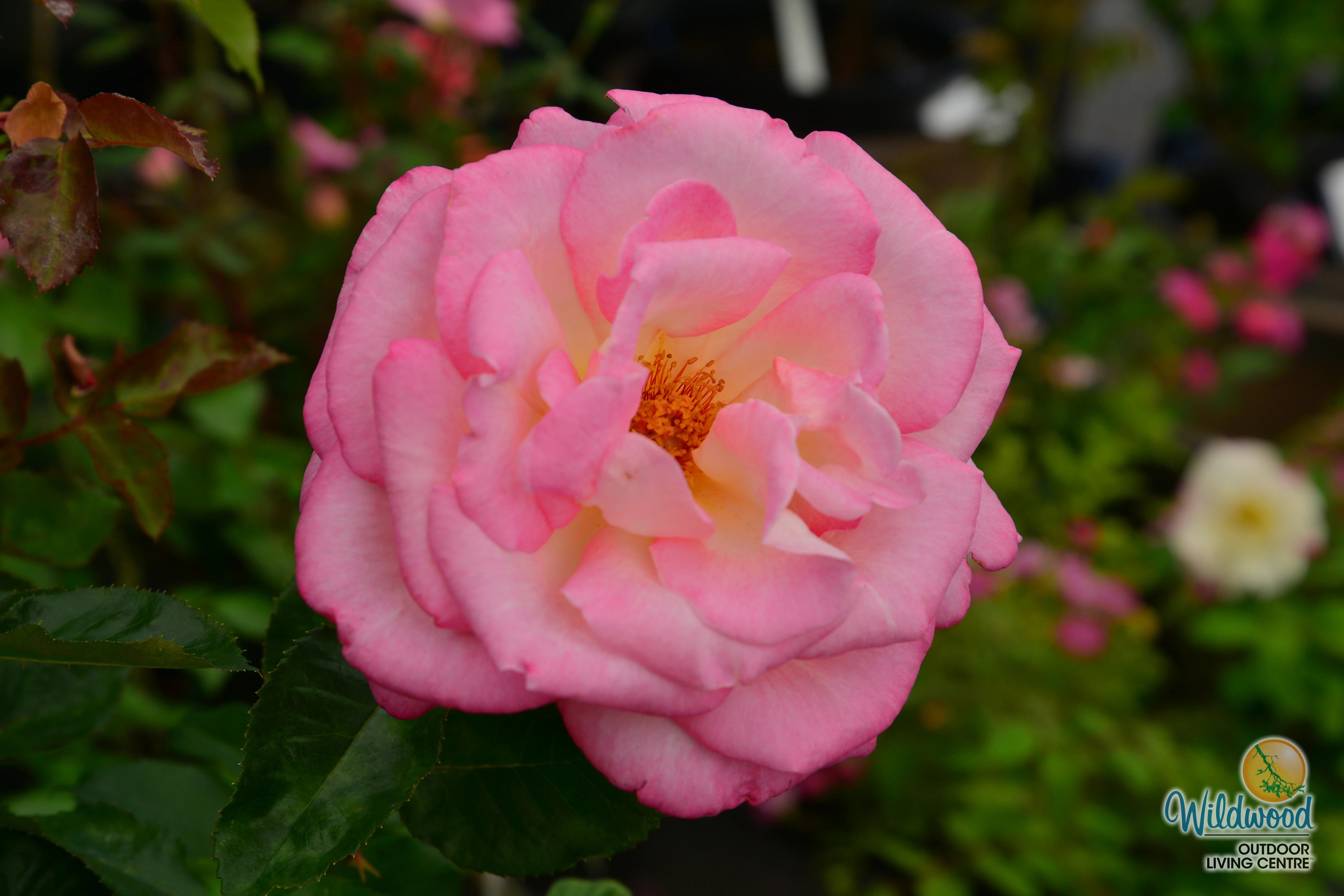 California Dreamin™ - Star Roses and Plants - Image 4