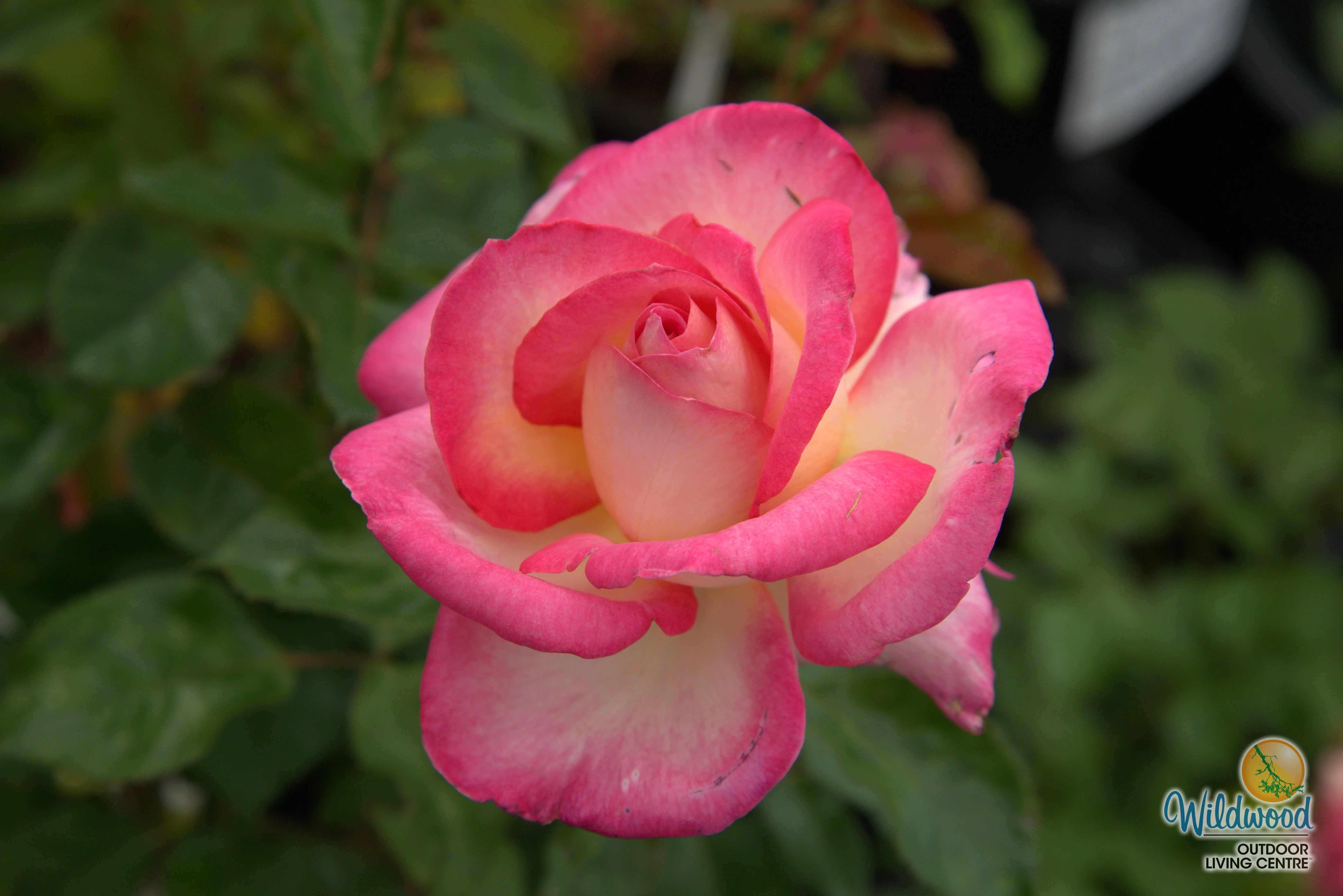 California Dreamin™ - Star Roses and Plants - Image 5