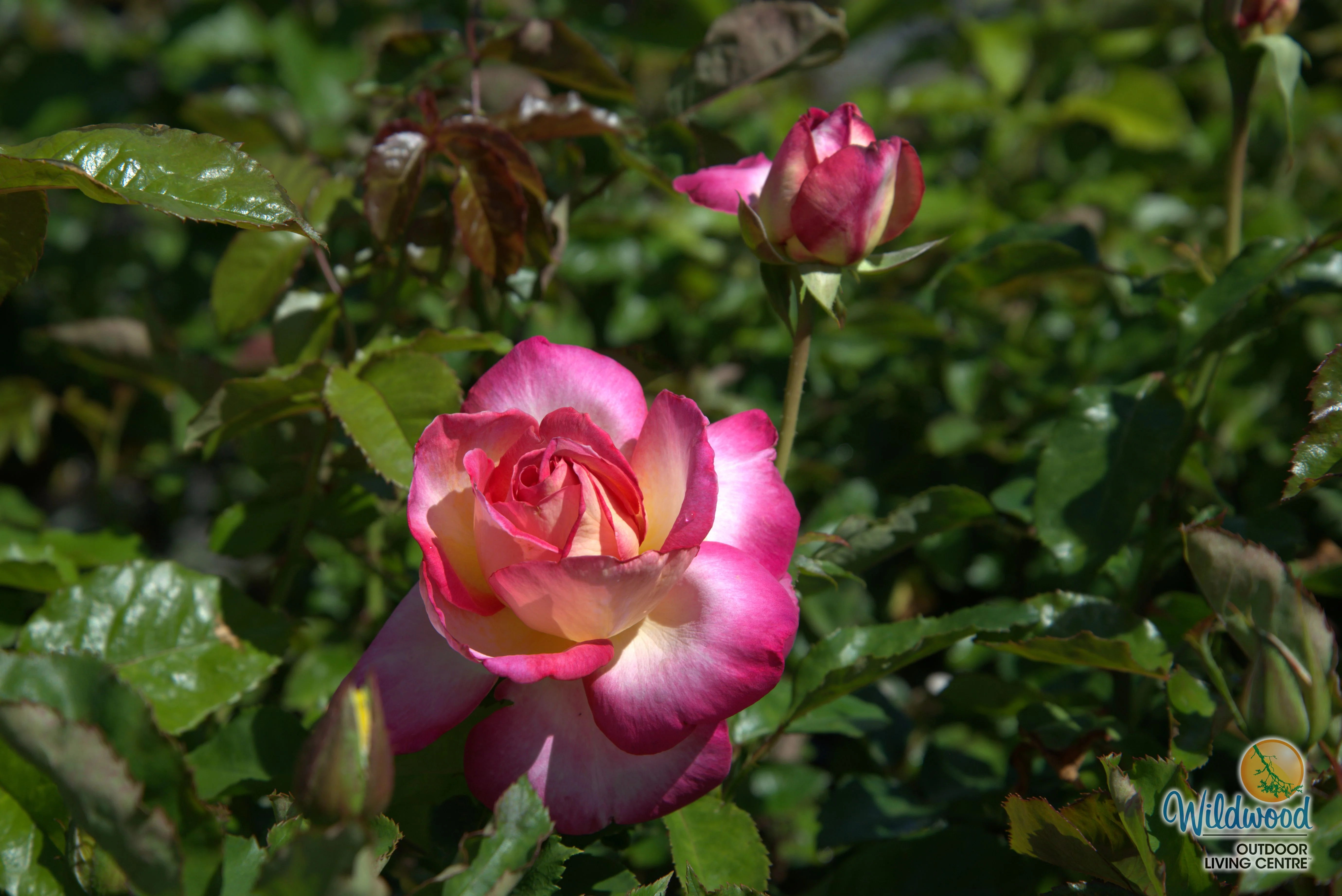 California Dreamin™ - Star Roses and Plants - Image 6