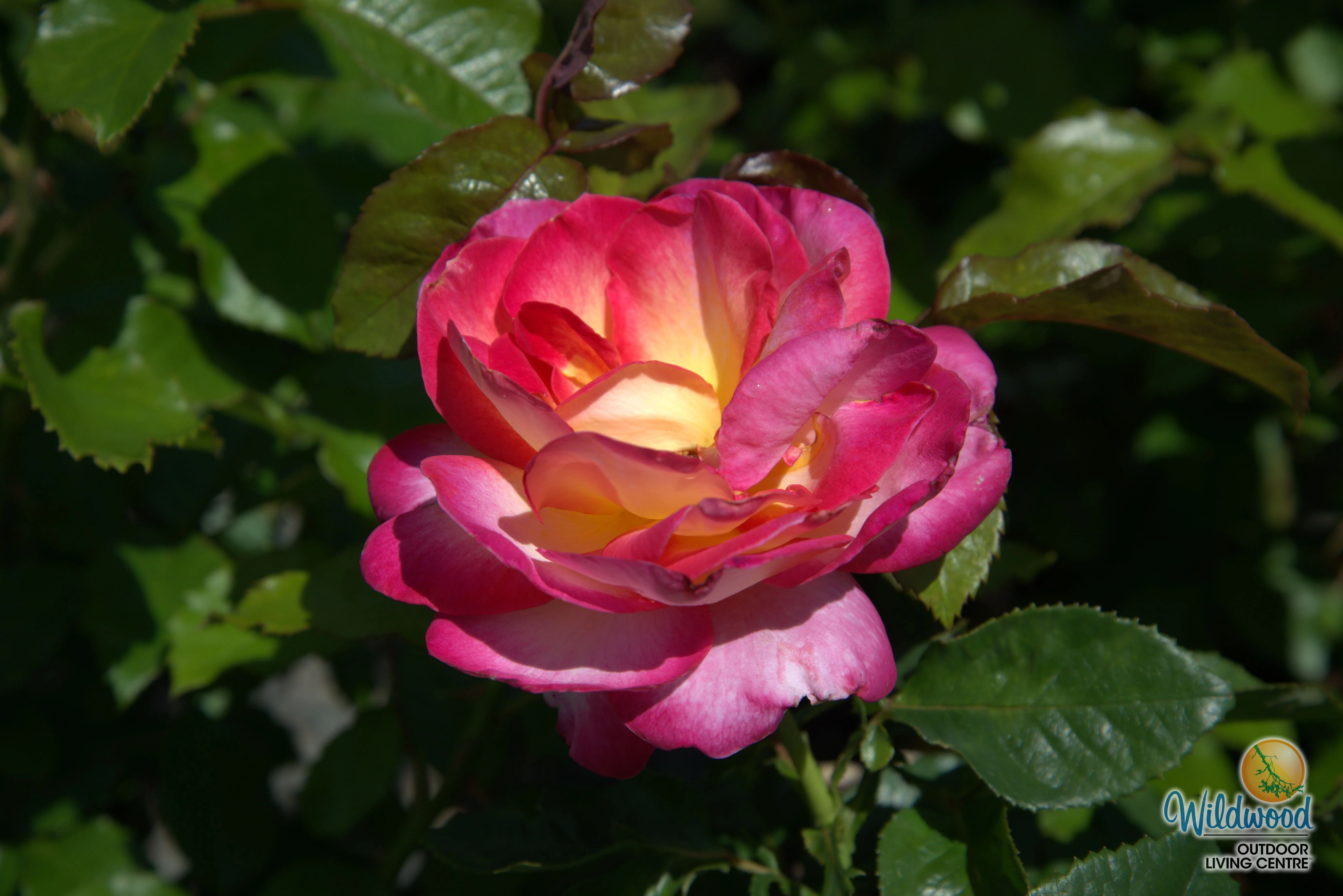 California Dreamin™ - Star Roses and Plants - Image 7