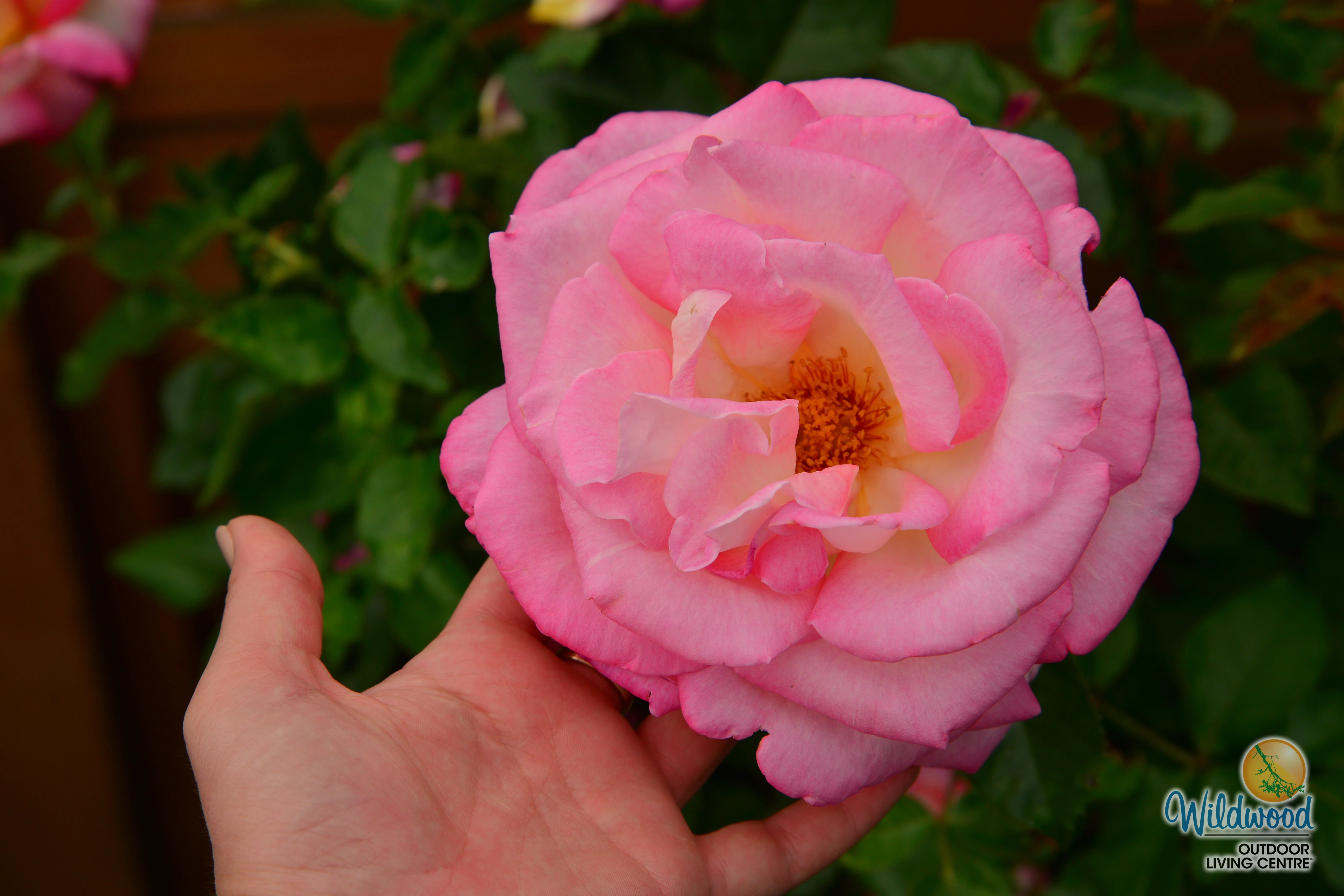 California Dreamin™ - Star Roses and Plants - Image 8