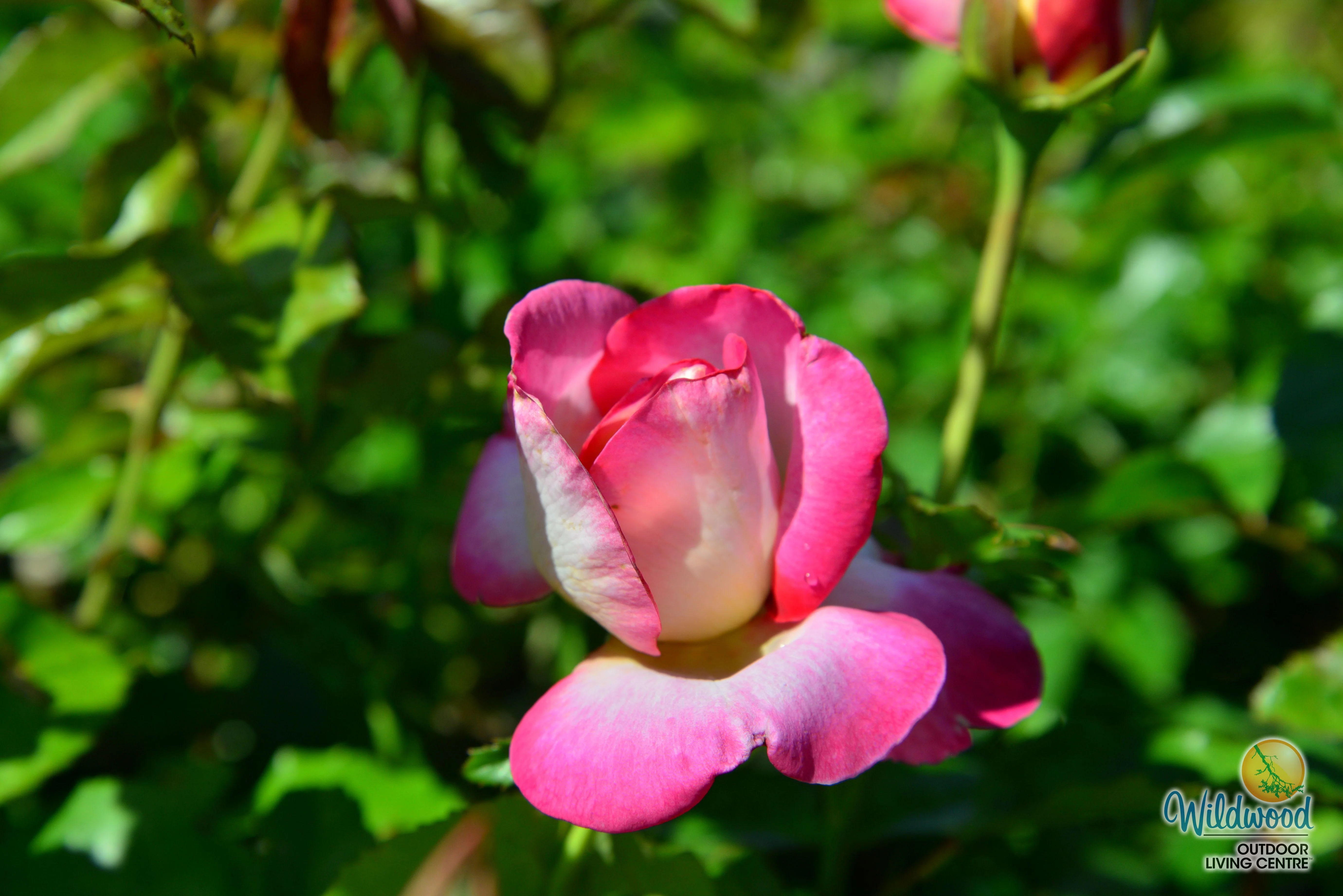 California Dreamin™ - Star Roses and Plants - Image 9