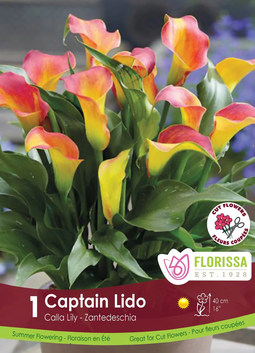 Calla Lily - Captain Lido