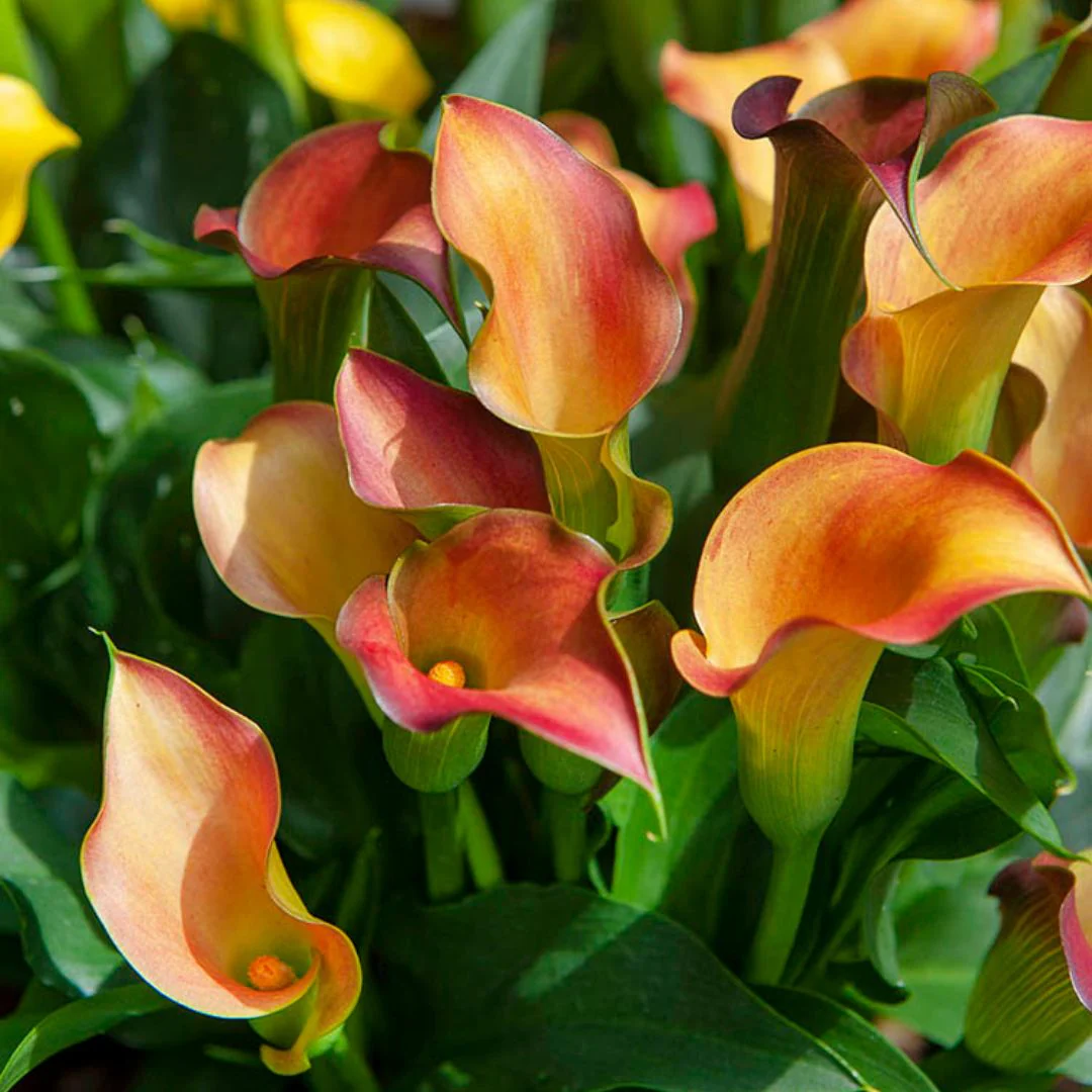 Calla Lily - Captain Lido - Image 2