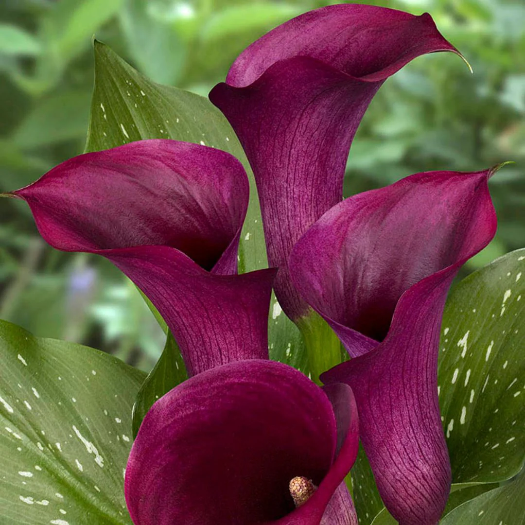 Calla Lily - Captain Promise - Image 2