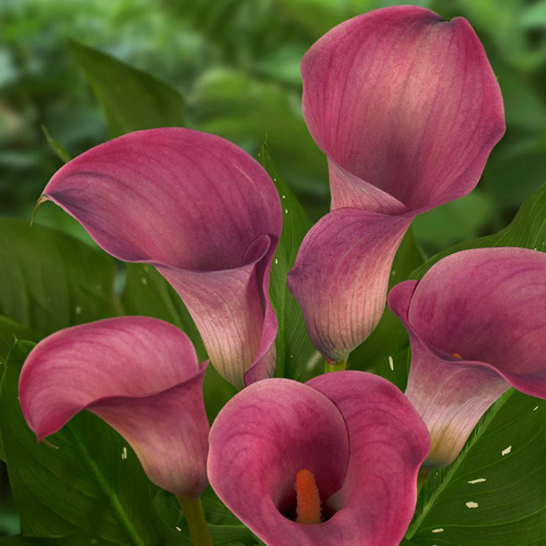 Calla Lily - Captain Romance - Image 2