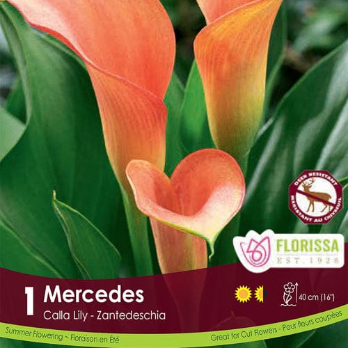 Calla Lily - Mercedes