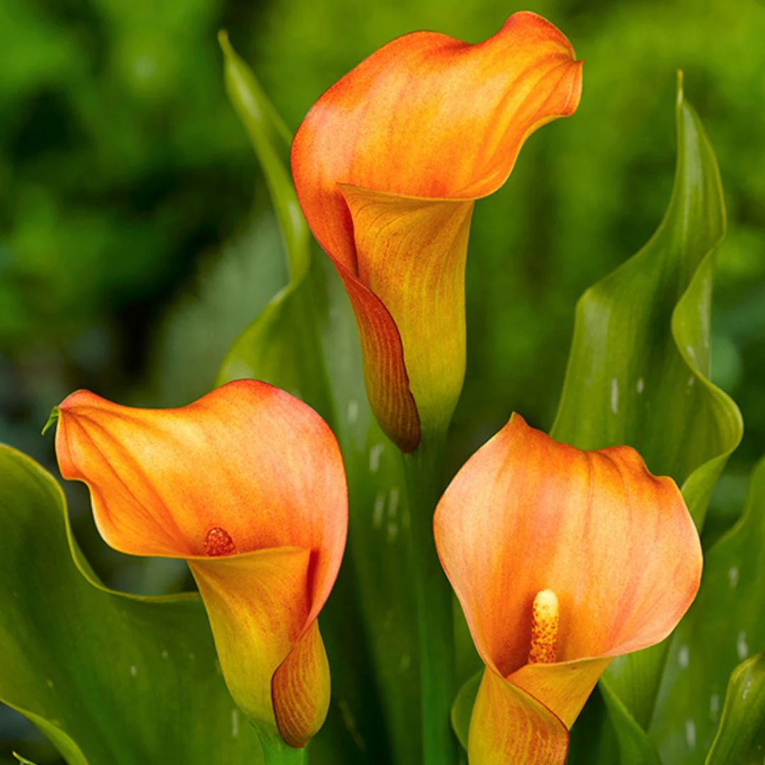 Calla Lily - Mercedes - Image 2