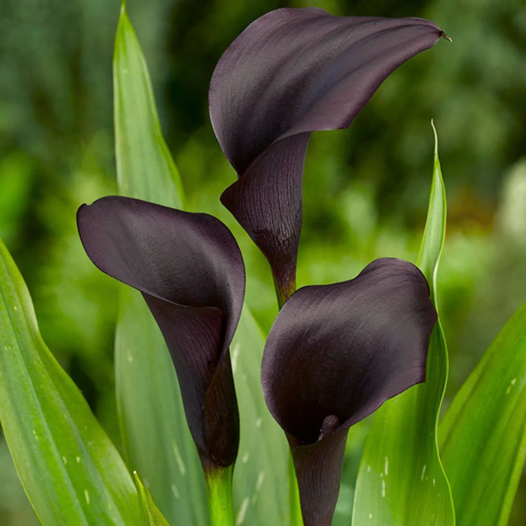 Calla Lily - Odessa - Image 2