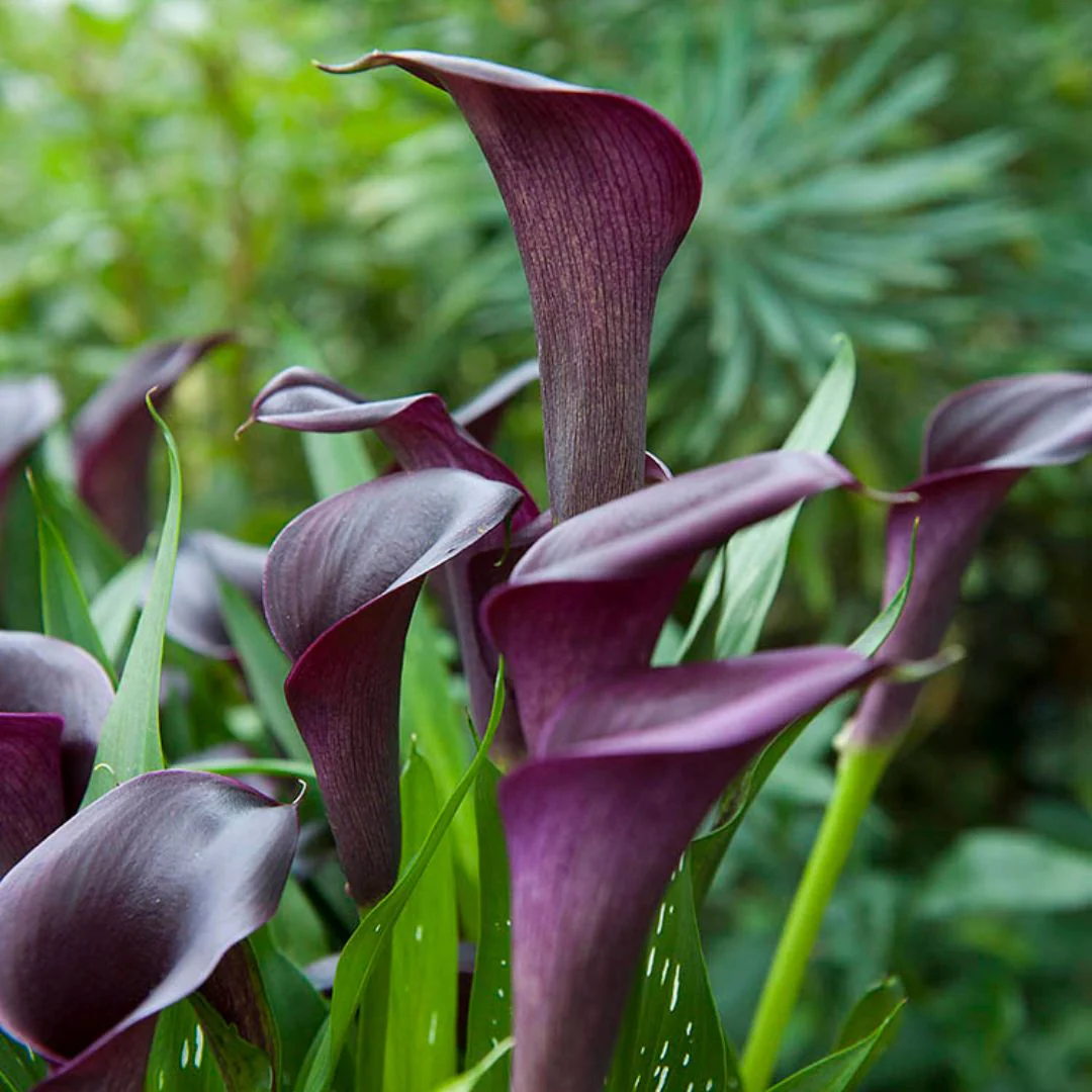 Calla Lily - Odessa - Image 3
