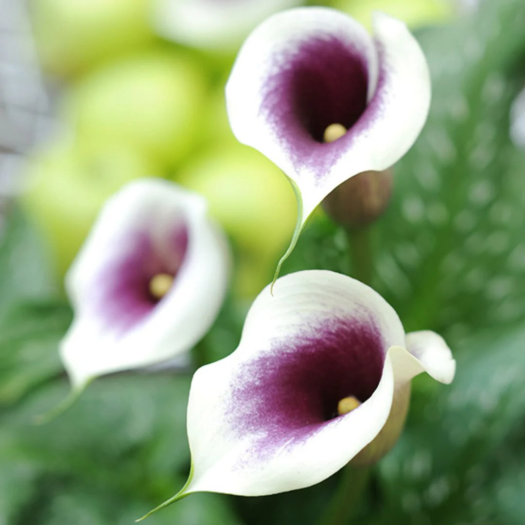 Calla Lily - Picasso - Image 2