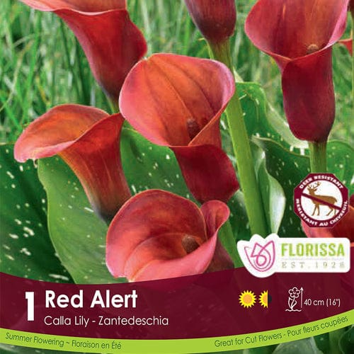 Calla Lily - Red Alert