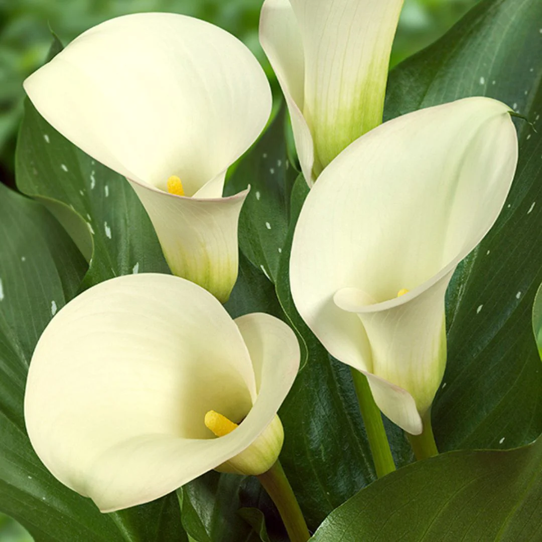 Calla Lily - Snowstorm - Image 2