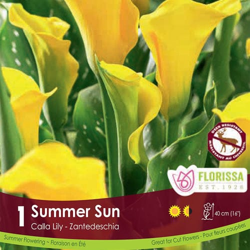 Calla Lily - Summer Sun